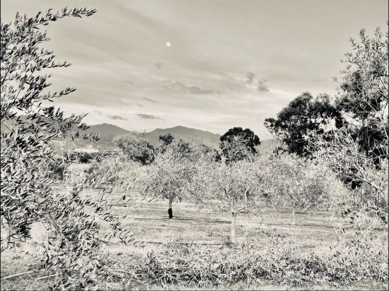 Oliveraie du Domaine de l'Ilusone dans la Plaine du Nebbiu, producteur huile d'olive AOP Corse Saint-Florent