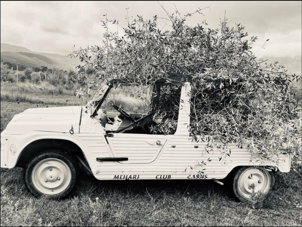Citroën Méhari vintage chargée de branches d'oliviers lors de la récolte au Domaine de l'Ilusone - Production artisanale huile d'olive AOP Corse Saint-Florent