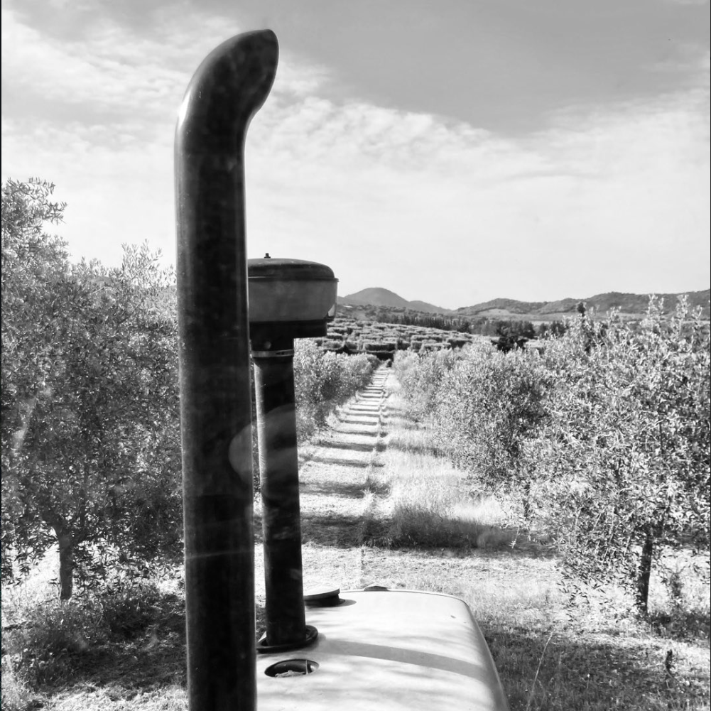 Vue depuis le tracteur sur l'oliveraie, culture d'oliviers Plaine du Nebbiu Corse