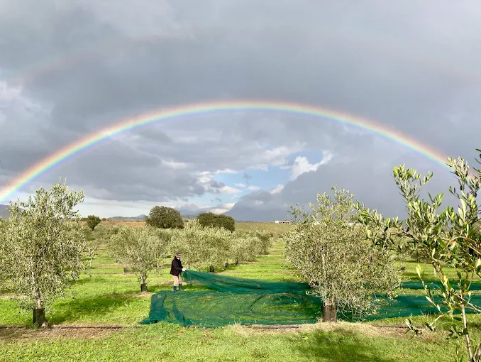 Récolte artisanale des olives sous un arc-en-ciel au Domaine de l'Ilusone - Filets de récolte traditionnels dans l'oliveraie corse AOP Saint-Florent Plaine du Nebbiu